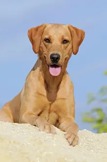 Bitches: Labrador Retriever dog, bitch, lying on a sand dune