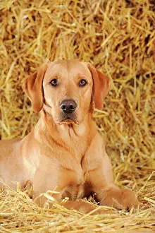 Bitches: Labrador Retriever dog, bitch, lying on straw