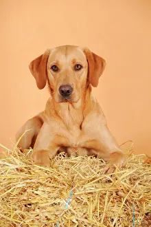 Bitches: Labrador Retriever dog, bitch, lying on straw bale