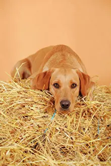 Bitches: Labrador Retriever dog, bitch, lying on straw bale