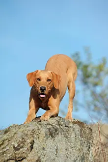 Bitches: Labrador Retriever dog, bitch, perched on rocks