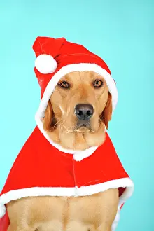 Father: Labrador Retriever dog, bitch, wearing a Santa costume
