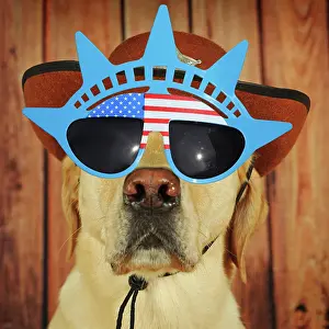 Cowboys: Labrador Retriever Dog, male wearing American