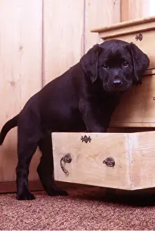 Naughty: Labrador Retriever DOG - puppy standing in drawer