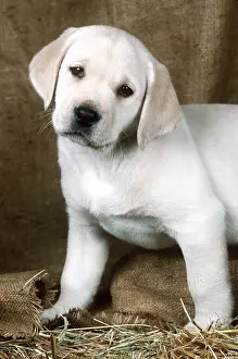 Thoughtful: Labrador Retriever DOG - eight week old puppy