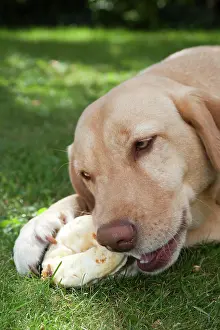 Shadowy: Labrador retriever, female, close-up, eating dog