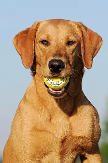 Bitches: Labrador Retriever, female dog, holding a ball