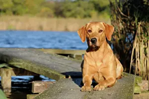 Bitches: Labrador Retriever, female dog, lying on the boardwalk