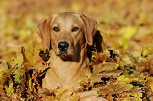 Pile: Labrador Retriever, female dog, lying in a pile