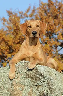 Leave: Labrador Retriever, female dog, lying on rock in