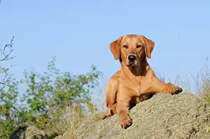 Bitches: Labrador Retriever, female dog, lying on rocks