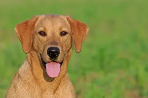 Bitches: Labrador Retriever, female dog, portrait