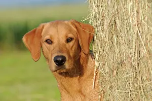 Bitches: Labrador Retriever, female dog, portrait, standing