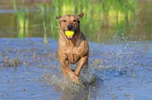 Retrieve: Labrador Retriever, female dog, running through