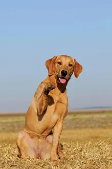 Bitches: Labrador Retriever, female dog, sitting on a bale