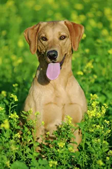 Bitches: Labrador Retriever, female dog, sitting in a meadow