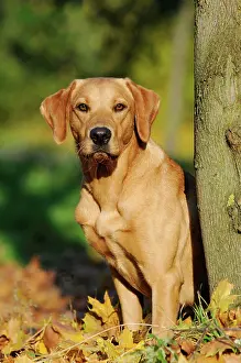 Bitches: Labrador Retriever, female dog, standing next to