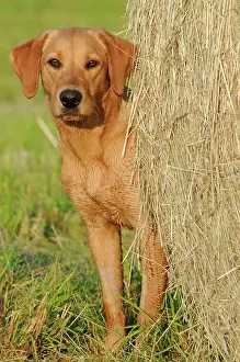 Bitches: Labrador Retriever, female dog, standing next to