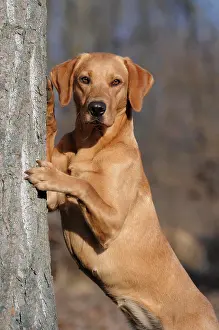 Bitches: Labrador Retriever, female dog, standing erect against