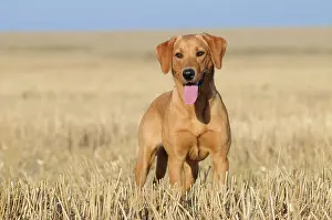 Stubble: Labrador Retriever, female dog, standing in a stubble