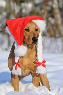 Headdress: Labrador Retriever, female dog, wearing a Santa