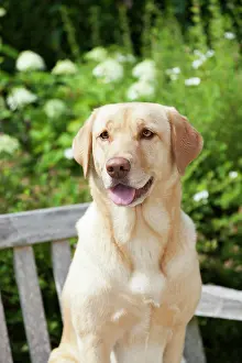 Bench: Labrador retriever, female, on park bench, sideways