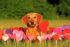 Paper: Labrador Retriever, female, yellow, holding deco