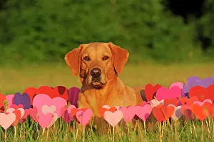 Paper: Labrador Retriever, female, yellow, lying in front