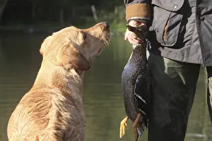 Hunters: Labrador Retriever and hunter with duck