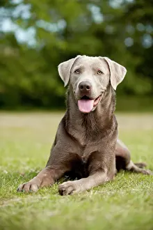 Underwa: Labrador Retriever, lying