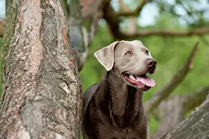 Photograp: Labrador Retriever, portrait