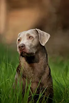 Weimaraner: Labrador Retriever, portrait