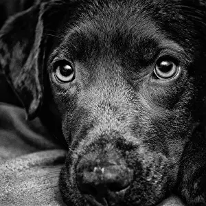 Hund: Labrador Retriever, portrait Hund, Labrador Retriever