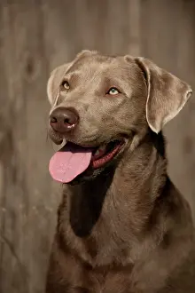 Weimaraner: Labrador Retriever, portrait in front of a wooden