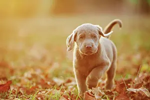 121119: Labrador Retriever puppie walking on a meadow in