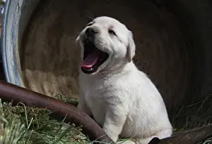Zandria: Labrador retriever puppies