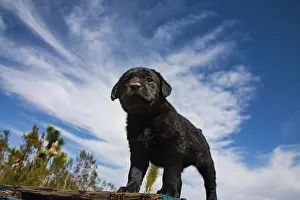 Zandria: Labrador retriever puppies
