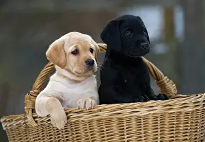 Creamy: Labrador Retriever puppies (Canis lupus familiaris)