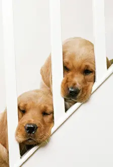 Stuck: LABRADOR RETRIEVER - two puppies with heads stuck
