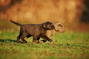 121119: Labrador Retriever puppies on a meadow in autumn