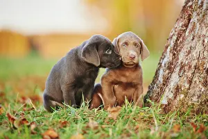 121119: Labrador Retriever, two puppies on a meadow, Germany