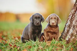 121119: Labrador Retriever, two puppies on a meadow, Germany