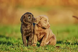 121119: Labrador Retriever, two puppies sitting on a meadow