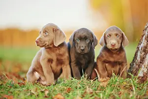 121119: Labrador Retriever puppies sitting on a meadow in