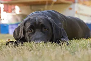 Rick: A Labrador Retriever puppy