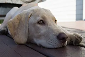 Rick: A Labrador Retriever puppy