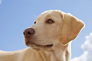 Rick: A Labrador Retriever puppy