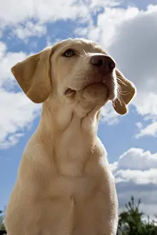 Rick: A Labrador Retriever puppy