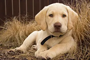 Rick: Labrador Retriever puppy