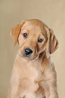 Dear: Labrador Retriever, puppy, 9 weeks, animal portrait